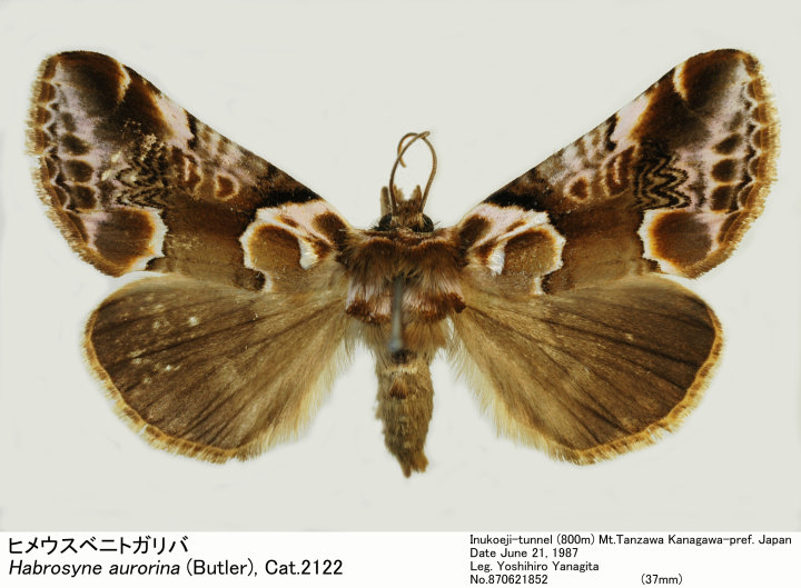 Habrosyne aurorina 870621852.jpg